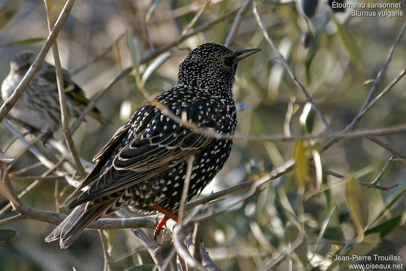 Common Starlingadult