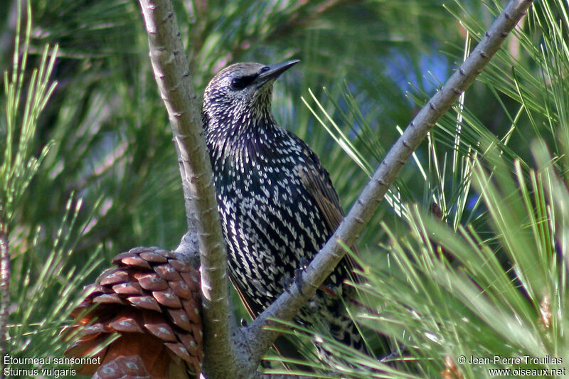 Common Starling