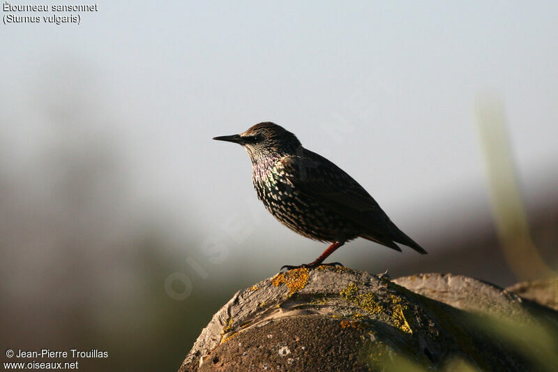 Common Starling