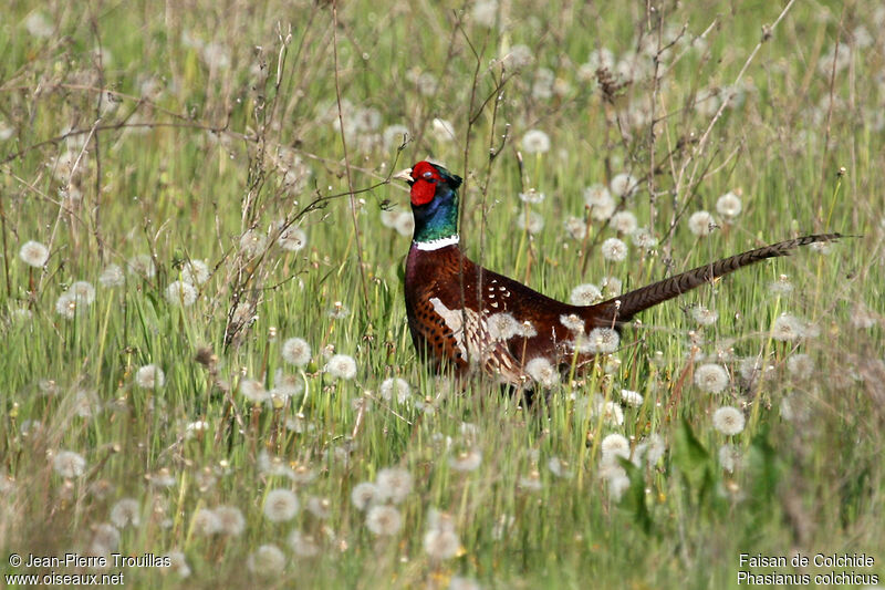 Common Pheasant male adult