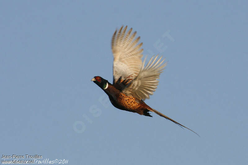 Common Pheasant, Flight