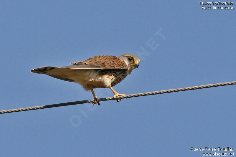 Common Kestrel