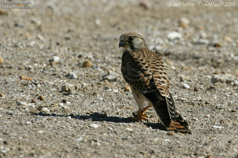 Common Kestrel