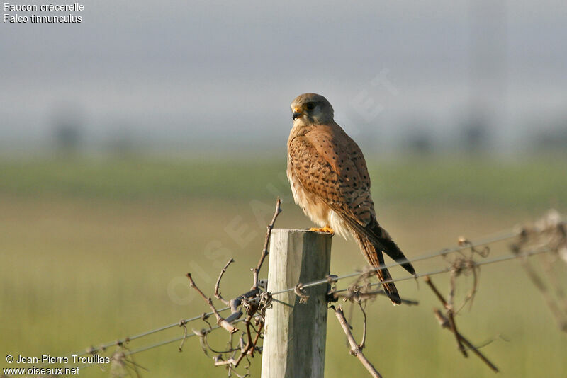 Common Kestrel