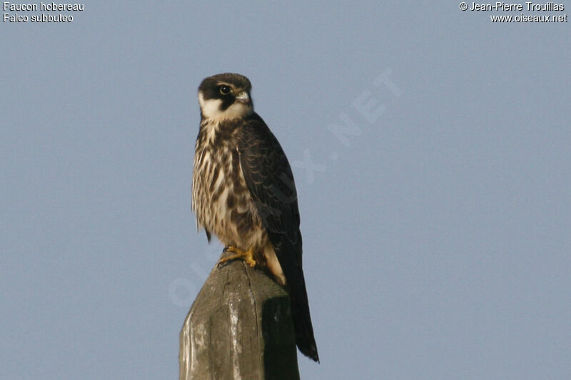 Eurasian Hobby