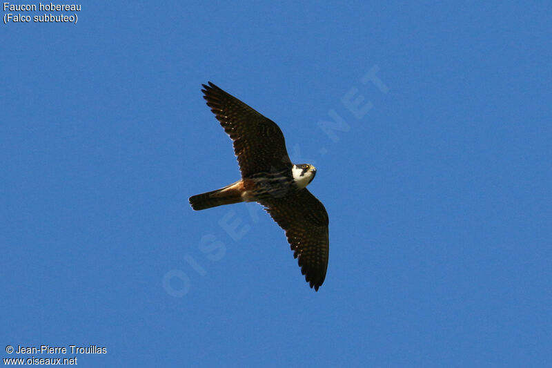 Eurasian Hobby