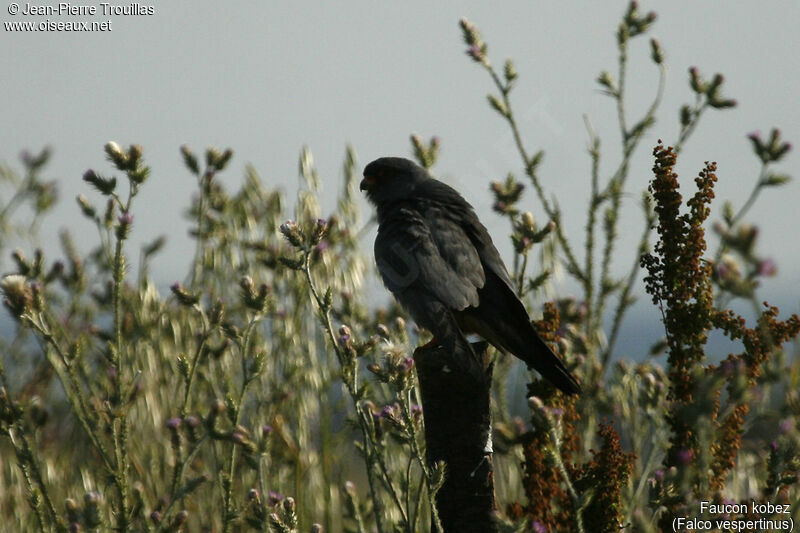 Red-footed Falcon male