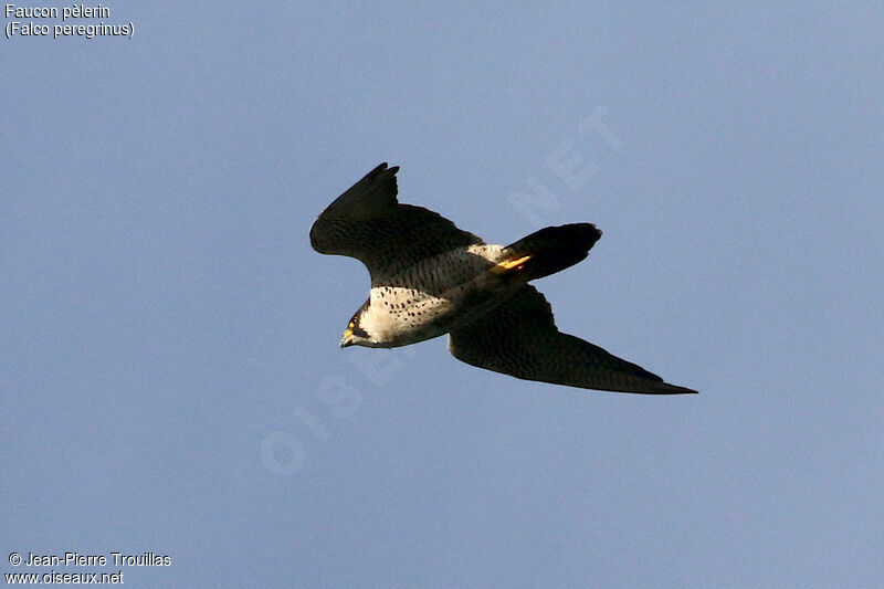 Peregrine Falconadult