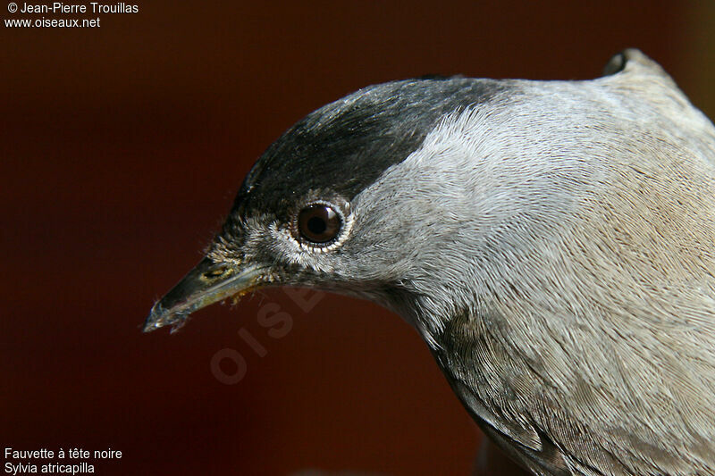 Eurasian Blackcap male