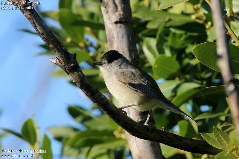 Eurasian Blackcap male adult