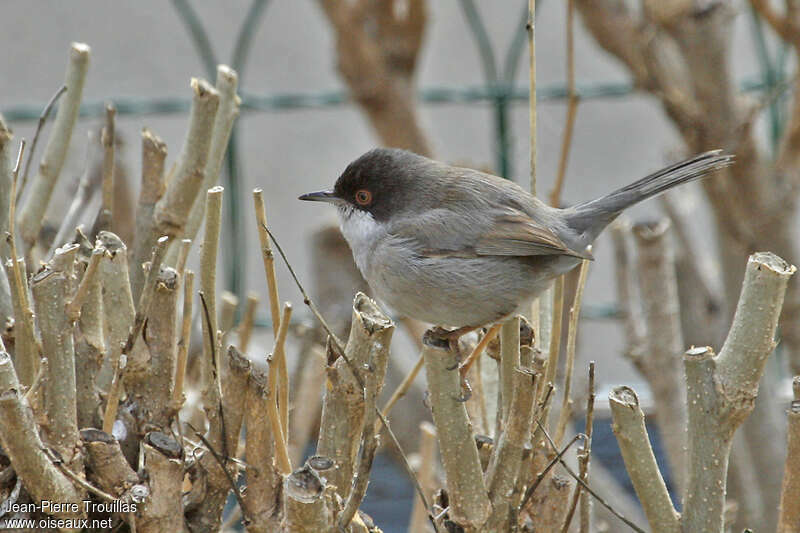 Sardinian Warbler male Second year, identification