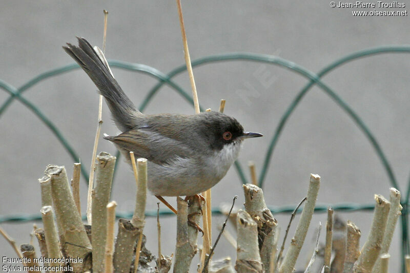 Sardinian Warbler