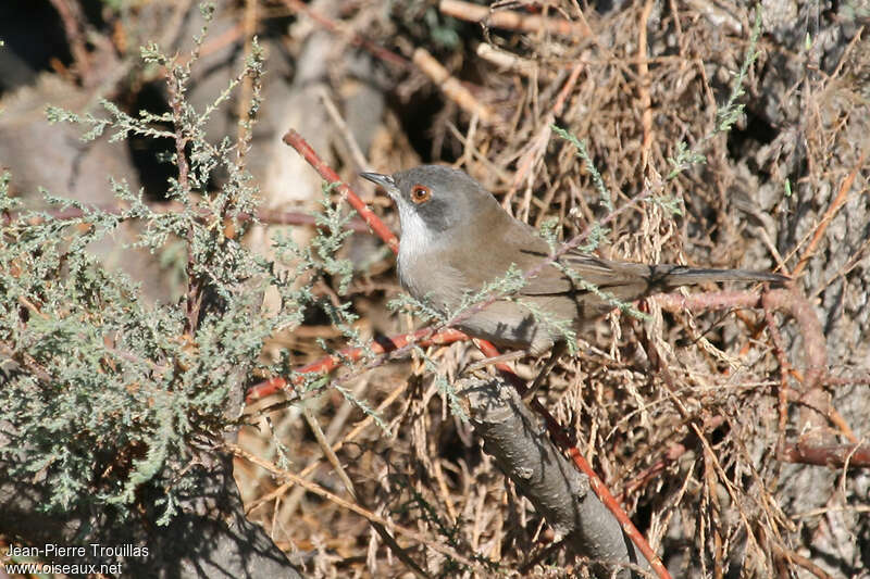 Sardinian Warbler female First year, habitat, camouflage, pigmentation