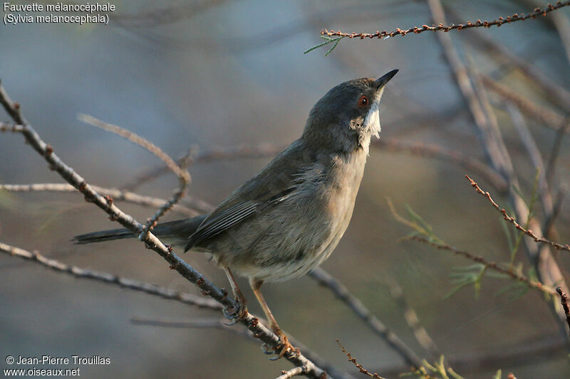 Sardinian Warbler