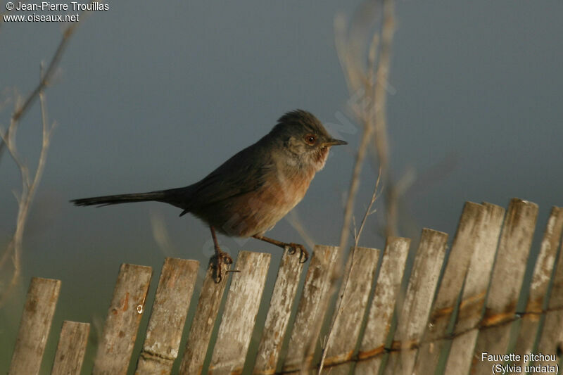 Dartford Warbler