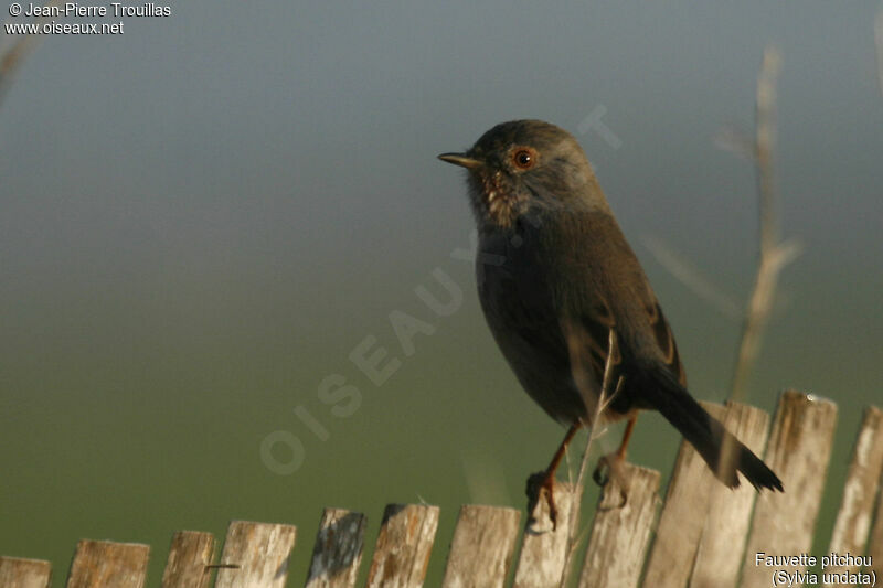 Dartford Warbler