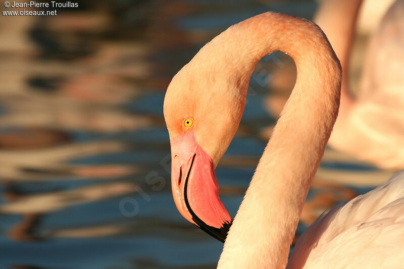 Greater Flamingoadult