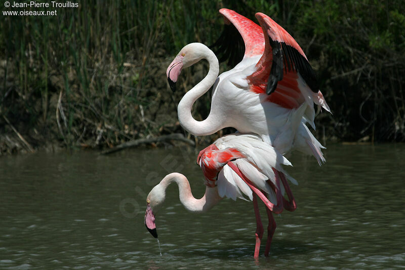 Flamant rose 