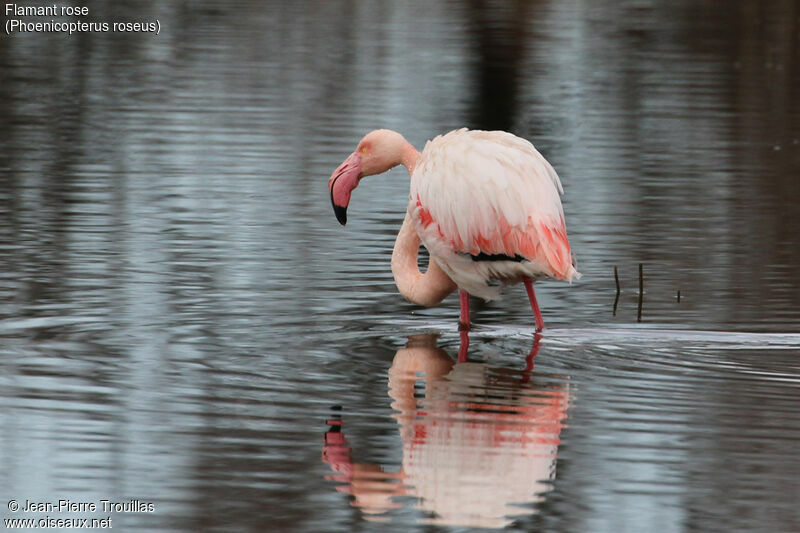 Flamant rose