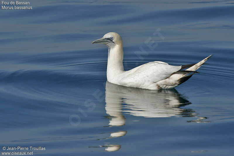 Northern Gannet