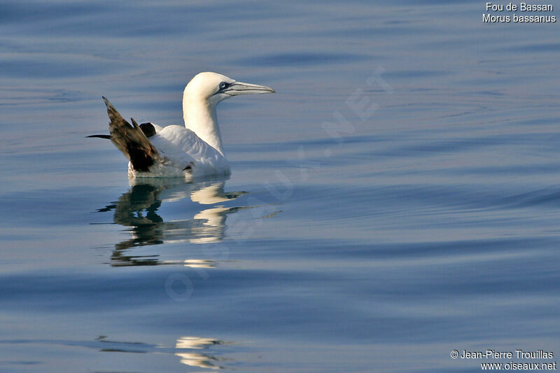 Northern Gannet