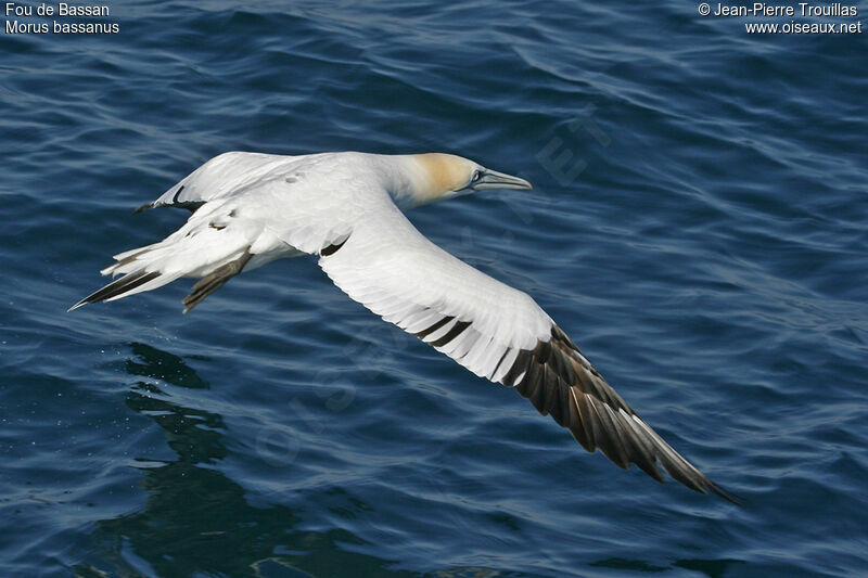 Northern Gannet