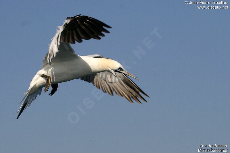 Northern Gannet