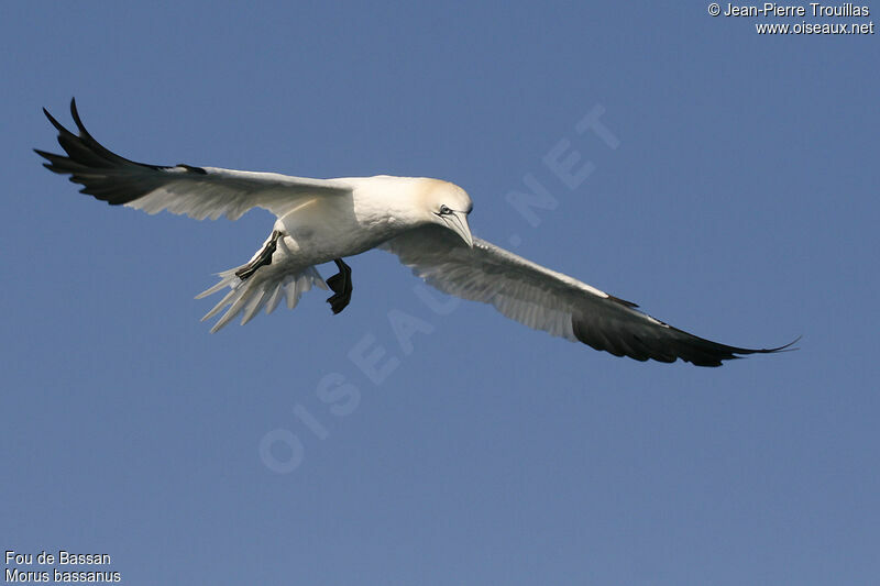 Northern Gannet