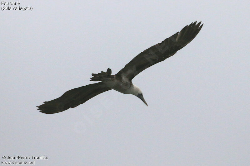 Peruvian Booby