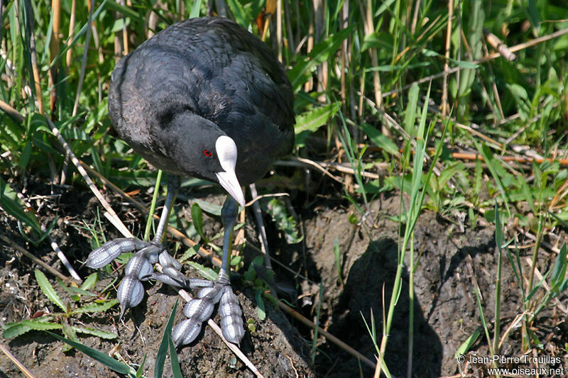 Eurasian Cootadult