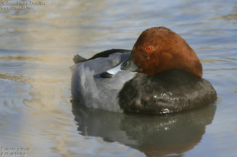 Common Pochard male