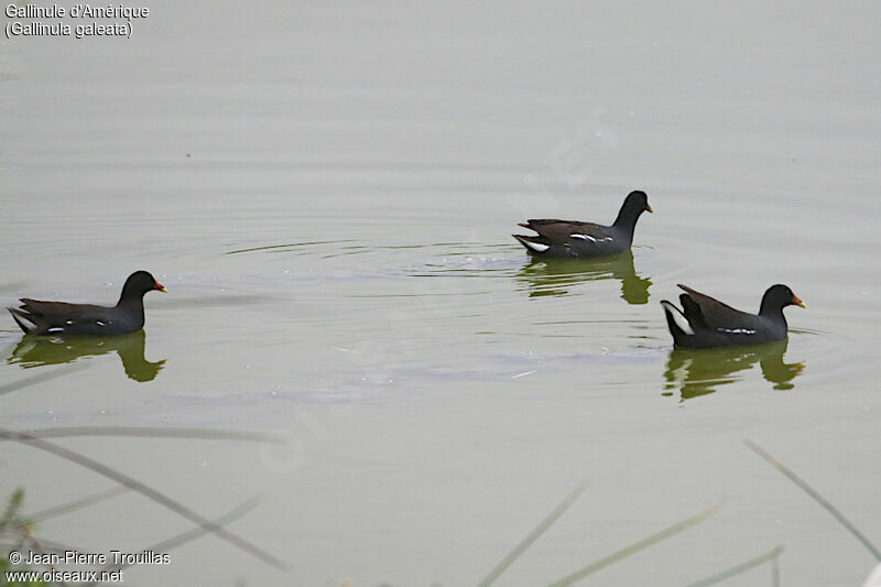 Common Gallinule