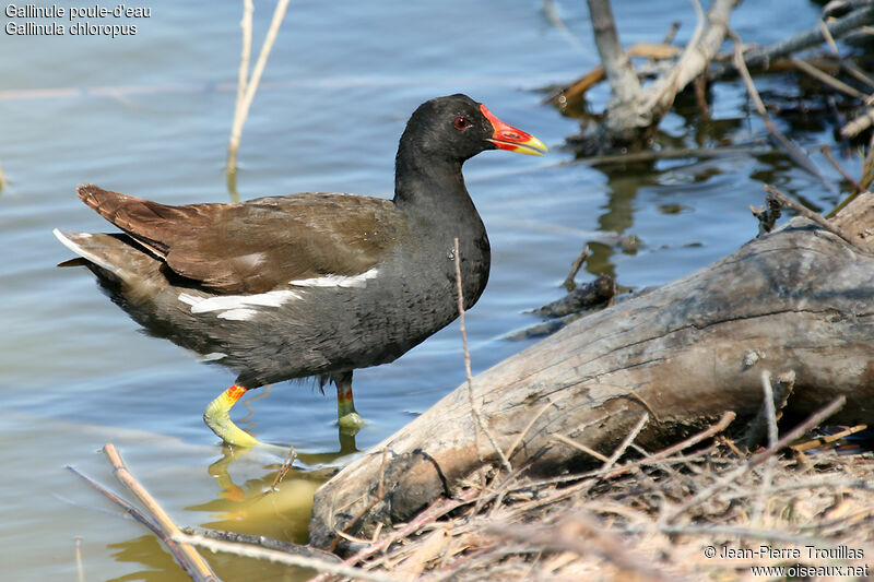 Common Moorhenadult