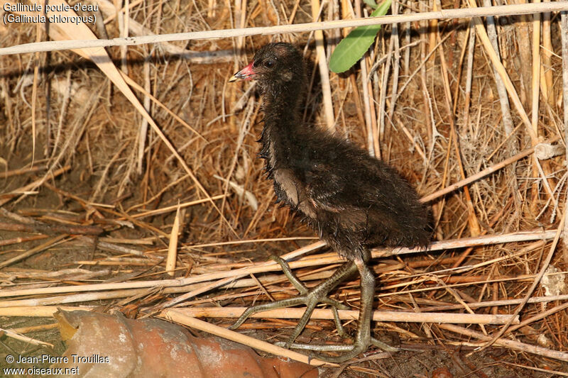 Common MoorhenPoussin