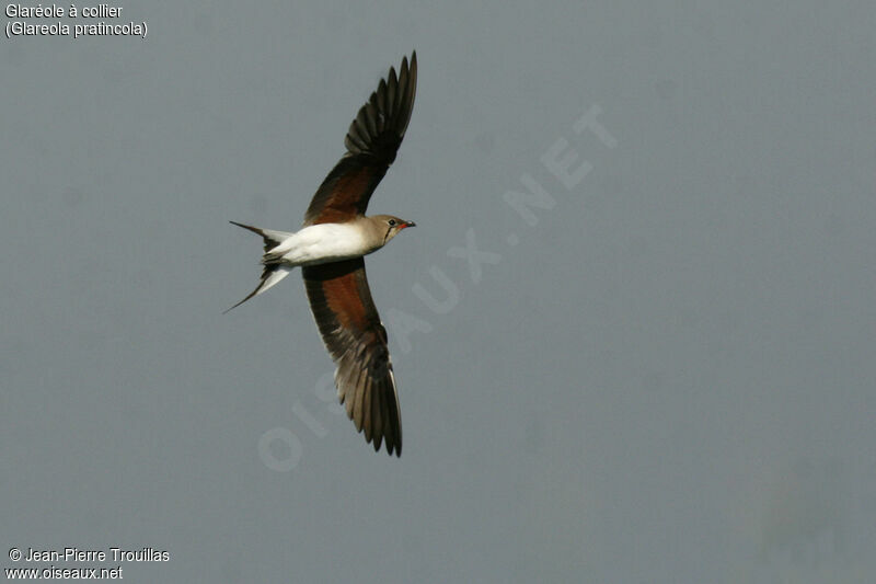 Collared Pratincoleadult