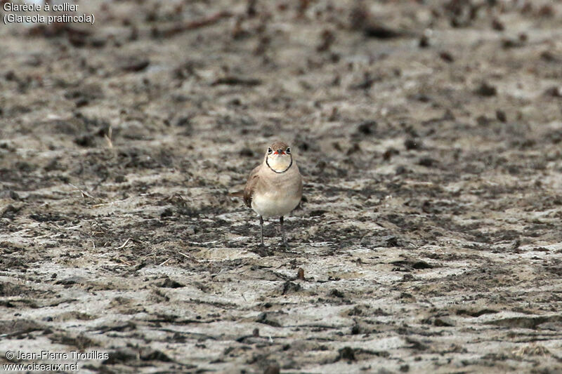 Collared Pratincole