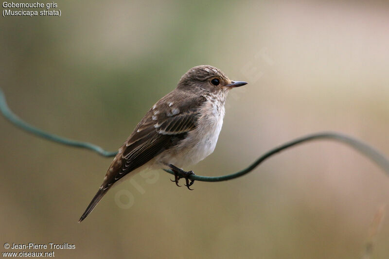 Spotted Flycatcher