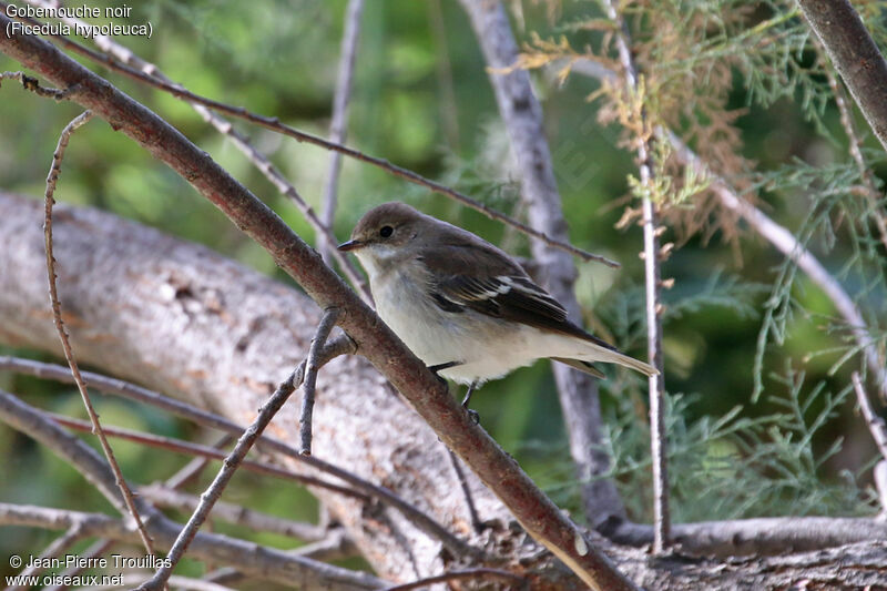 European Pied Flycatcher