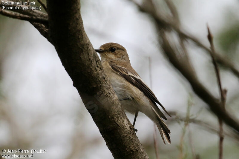 European Pied Flycatcher