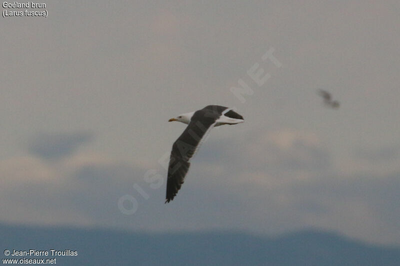 Lesser Black-backed Gulladult