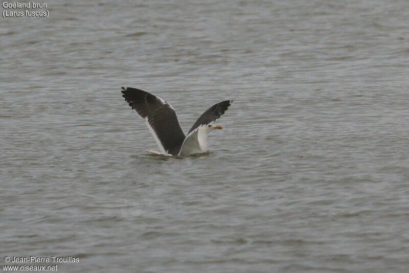 Lesser Black-backed Gull