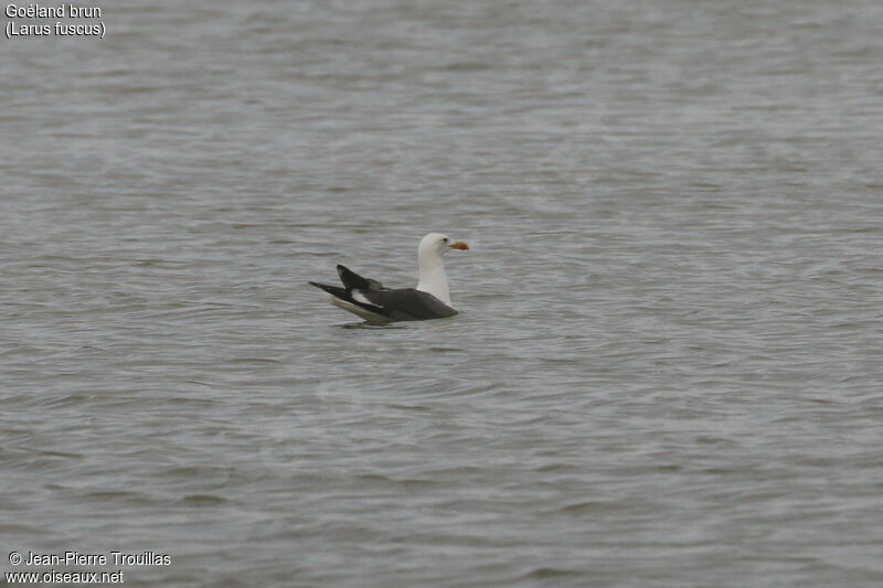 Lesser Black-backed Gull