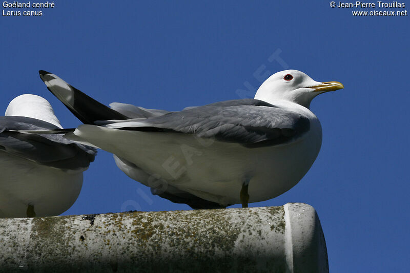 Common Gull