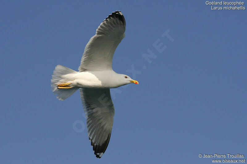 Yellow-legged Gull