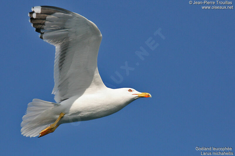 Yellow-legged Gull