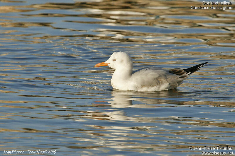 Slender-billed GullFirst year