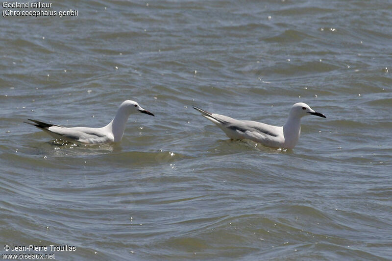 Slender-billed Gull