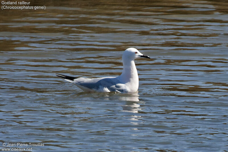 Slender-billed Gull