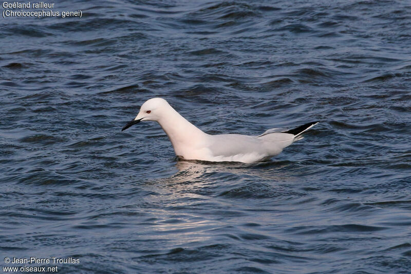 Slender-billed Gull