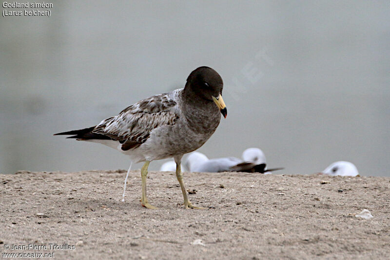 Belcher's Gull